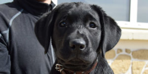 Petite labrador femelle noire