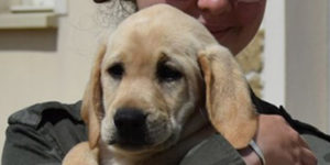 paya labrador beige