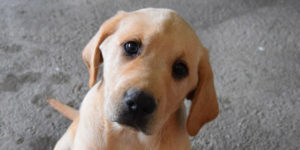 Piwi labrador sable est assis sur une dalle en beton et penche la tête vers la droite