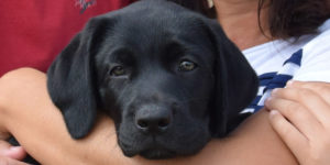 Pirate, chiot labrador noir dans les bras de sa famille d'accueil