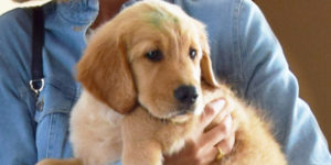 Pistache, golden sable chiot dans les bras de sa famille d'accueil