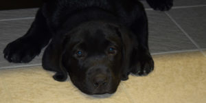 pop, chiot labrador noir allongté sur le carrelage de l'infirmerie