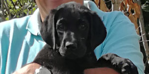 patafix labrador golden femelle noire dans les bras de sa famille d'accueil