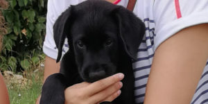 labrador x golden noir qui lèche la main de sa famille d'acciueil