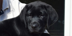 Pacman labrador mâle noire dans les bras de sa famille d'accueil