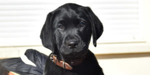 Pastel labrador femelle noire dans les bras de sa famille d'accueil