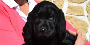 Phénix labrador mâle noire dans les bras de sa famille d'accueil