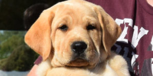 Praline, chiot labrador sable dans les bras de sa famille d'accueil