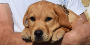Pépito, chiot labrador roux dans les bras de sa famille d'accueil