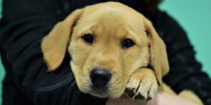pandora labrador femelle rousse