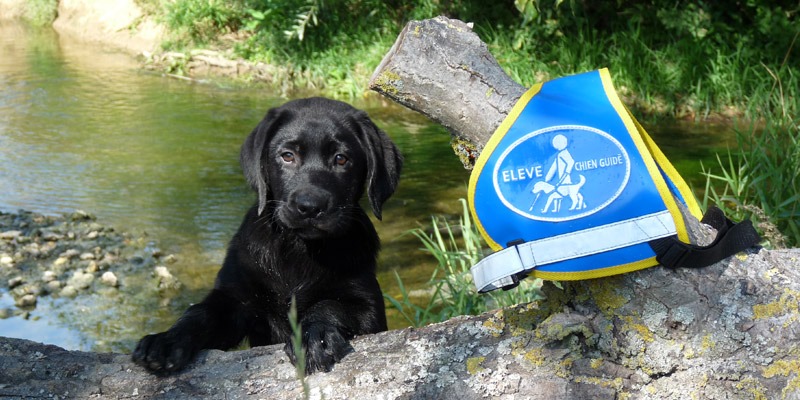 Chiot labrador noir avec accroché à côté de lui dans un arbre son gilet élève chien guide