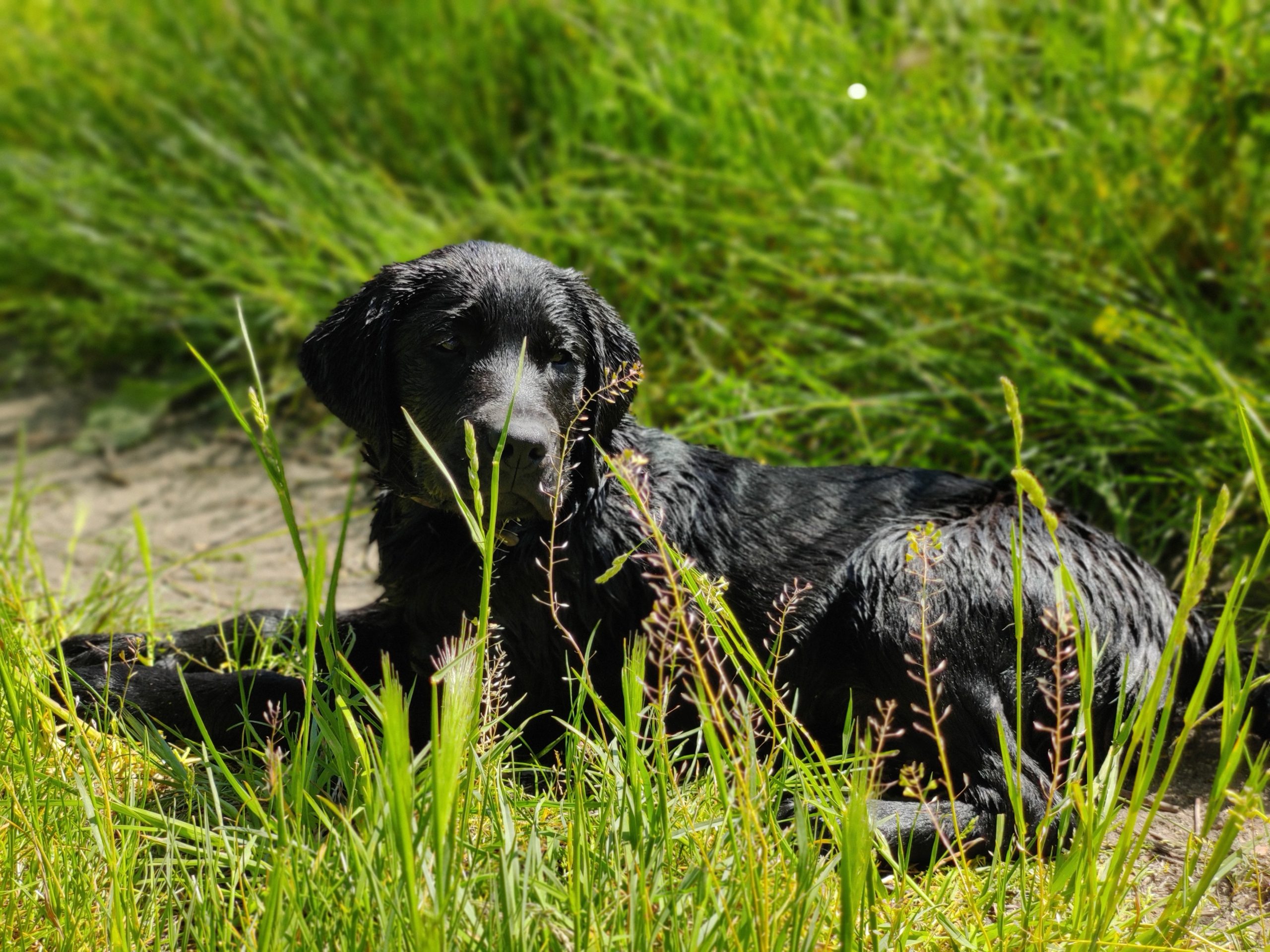 Vous souhaitez devenir famille d'accueil d'un futur chien ...