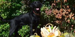 Rio est un mâle labrador noir. Il est entouré d'un décor automnal.