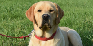 chien labrador sable