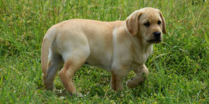 Rainbow, labrador sable, debout dans l'herbe