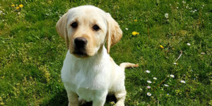 Raya, labrador sable, assise dans l'herbe
