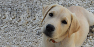 Réglisse, labrador sable, couchée dans les cailloux