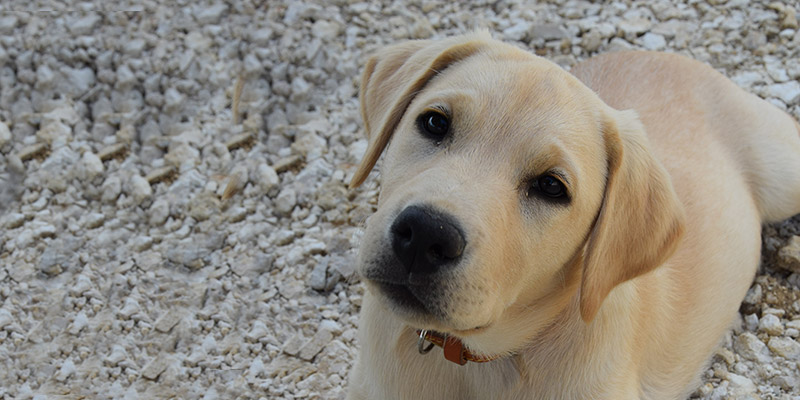Chiens Guides D Aveugles Ile De France