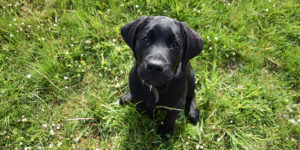 Rio, chiot labrador noir, assis dans l'herbe qui regarde vers le haut