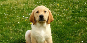 Rocket, labrador sable, assise dans l'herbe