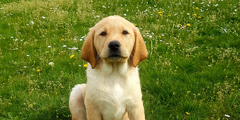 Chiens Guides D Aveugles Ile De France