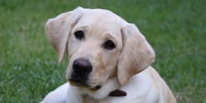 Rumba, labrador sable, couchée dans l'herbe