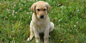 Rune, labrador sable, assise dans l'herbe