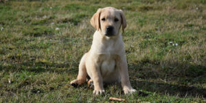 Ranger, chiot labrador sable, assis dans l'herbe