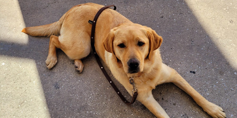 Chiens Guides D Aveugles Ile De France