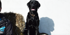 Rubis est une femelle labrador noir. Elle est assise et regarde l'objectif.