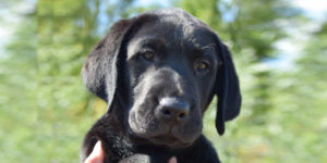 Replay, labrador mâle noir chiot