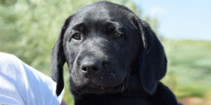 rubis, labrador femelle noire chiot