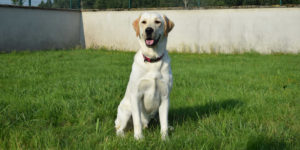 chien labrador sable clair