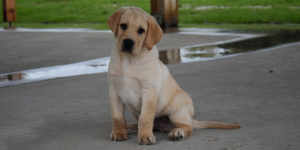 Raïko, labrador sable, assis sur le béton