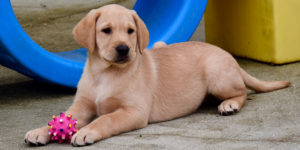 Rustine, labrador sable, couchée avec une balle au milieu de ses pattes avant