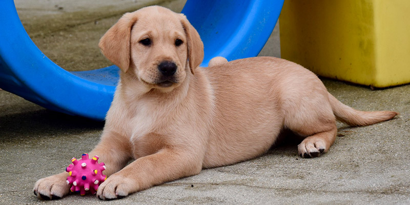 Chiens Guides D Aveugles Ile De France