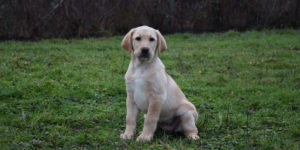 Raka,labrador femelle sable assise dans l'herbe