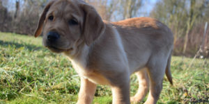 Gro splan sur rangji labrador sable femelle