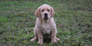 rilax, labrador croisé golden sable est assis dans l'herbe