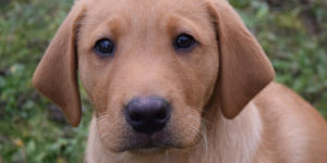 Chiot labrador sable qui regarde l'objectif