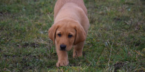 Labrador roux qui marche dans l'herbe