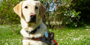 Snow est un labrador mâle sable. Il est assis avec son harnais dans un parc de l'association.
