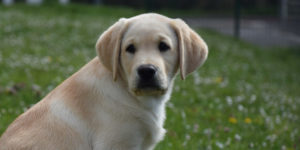 snow chiot labrador sable