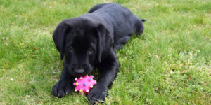 Stepp labrador noir femelle