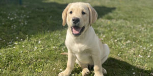saxo chien labrador sable