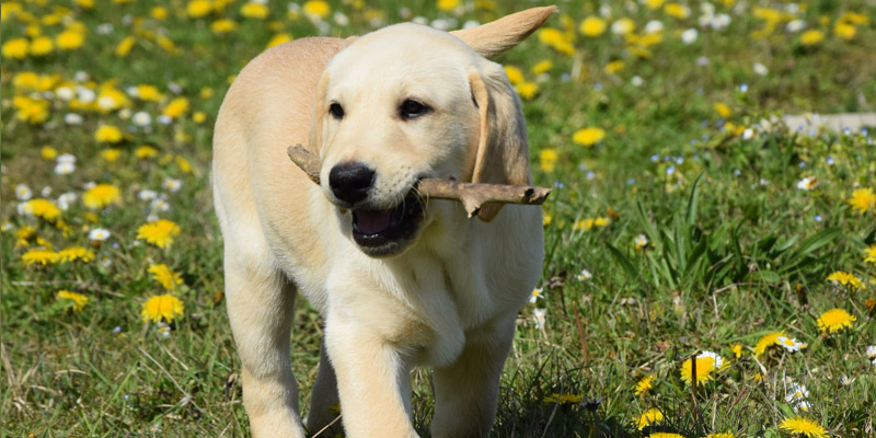 Chiens Guides D Aveugles Ile De France
