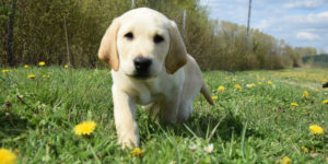 Silver, labrador mâle sable