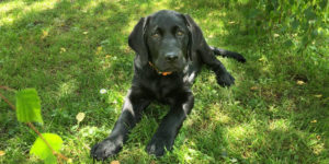 sanko chiot labrador male noir