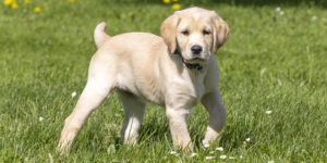 sidenay chiot femelle labrador sable