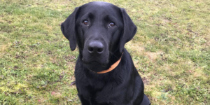 shadow est un labrador mâle noir. Il est assis dans l'herbe et regarde l'objectif.